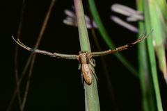 Runcinia acuminata
