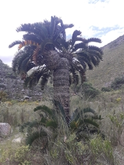 Encephalartos longifolius