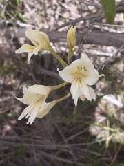 Gladiolus uitenhagensis
