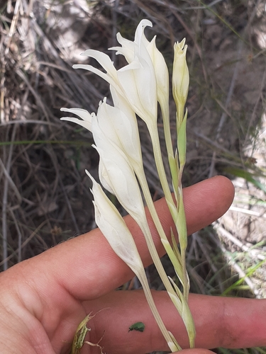 Image of Gladiolus uitenhagensis by (c) Brian du Preez, some rights reserved (CC BY-SA)