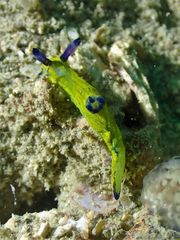 Tambja