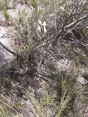 Gladiolus uitenhagensis