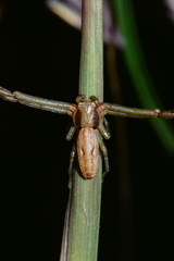 Runcinia acuminata