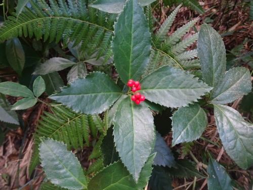 Sarcandra glabra, photograph 1