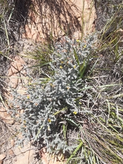 Aspalathus frankenioides