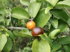 Strychnos angustiflora