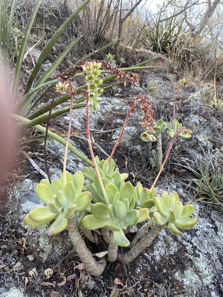 Pachyphytum fittkaui