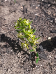 Aspidoglossum heterophyllum
