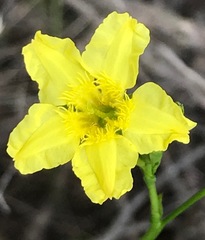 Ornduffia reniformis