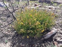 Wiborgiella mucronata