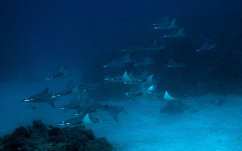 Pygmy devil ray (Mobula eregoodootenkee) — Myliobatidae