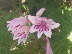 Gladiolus geardii