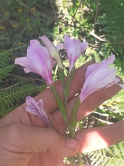 Gladiolus geardii