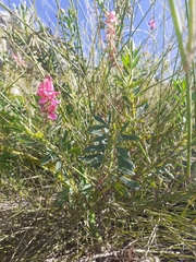 Indigofera monostachya