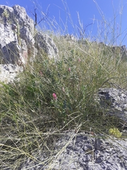 Indigofera monostachya