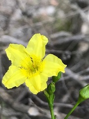 Ornduffia reniformis