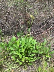 Ornduffia reniformis