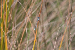Ischnura heterosticta