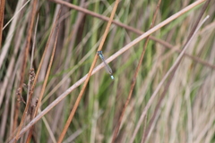 Ischnura heterosticta