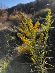 Solidago confinis