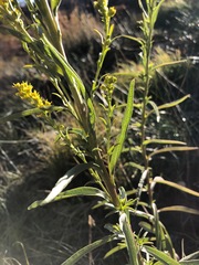 Solidago confinis