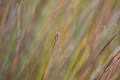 Austrolestes annulosus