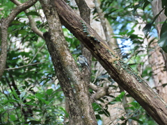 Machlolophus spilonotus