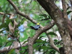 Machlolophus spilonotus