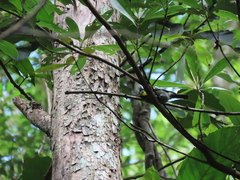 Machlolophus spilonotus