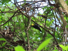 Machlolophus spilonotus