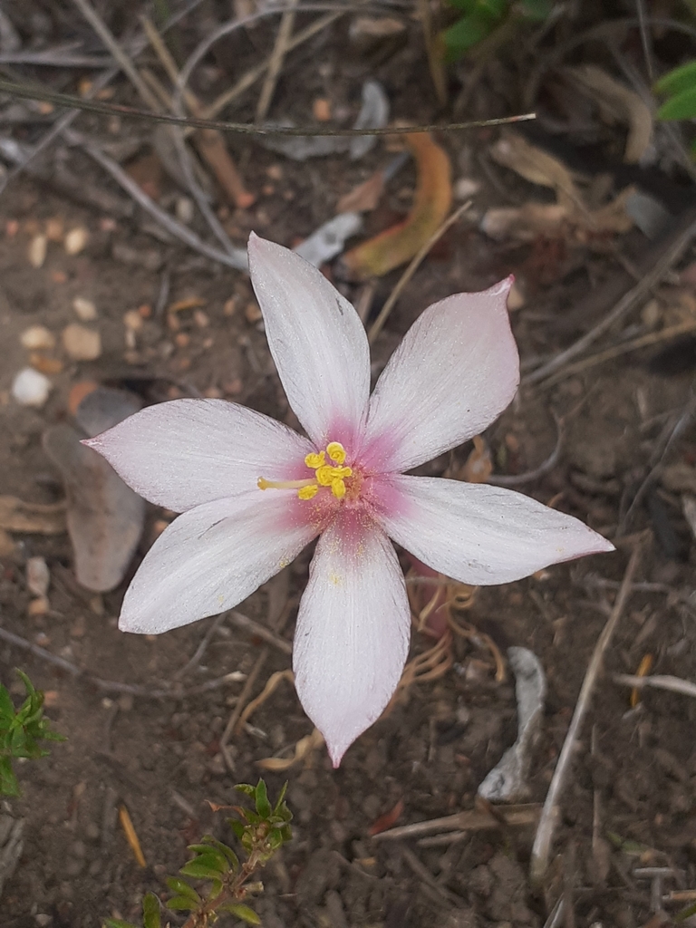 Gethyllis spiralis, Kammanassie, ZA-WC-ED, ZA-WC, ZA