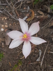 Gethyllis spiralis