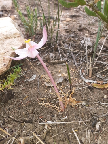 Image of Gethyllis spiralis by (c) Brian du Preez, some rights reserved (CC BY-SA)