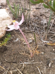 Gethyllis spiralis