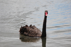 Cygnus atratus
