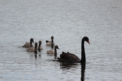 Cygnus atratus