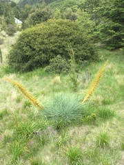 Aciphylla glaucescens