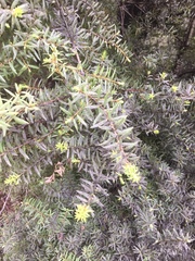 Podocarpus laetus