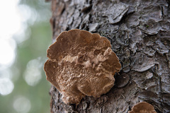 Phellinus abietis