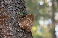 Phellinus abietis
