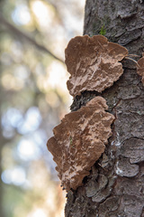 Phellinus abietis