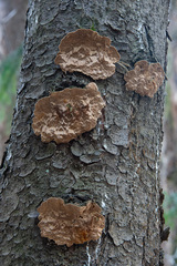 Phellinus abietis