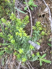 Olearia cymbifolia