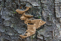 Phellinus abietis
