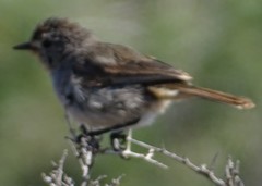 Pyrrholaemus brunneus