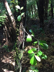 Griselinia lucida