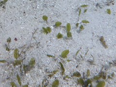 Halophila