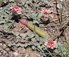 Indigofera tomentosa