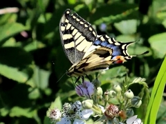 Papilio machaon britannicus