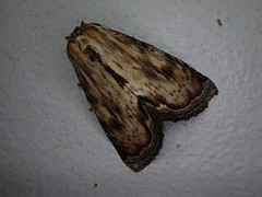 Hupodonta corticalis